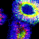 Illustration for article titled Your replacement retinas might look like this